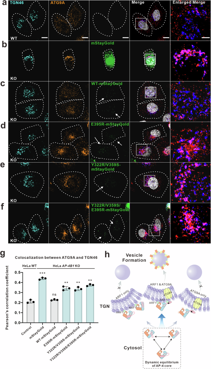 Fig. 6: Conformational flexibility of AP-4 is essential for membrane trafficking.
