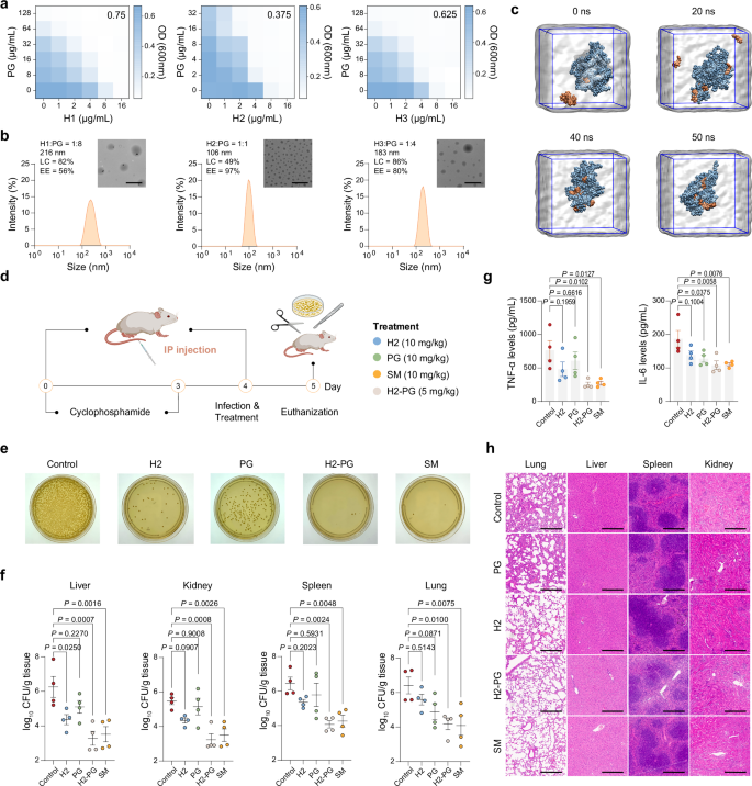 Fig. 6: In vitro mechanism validation and in vivo efficacy evaluation of identified SANPs in restoring MRSA susceptibility to penicillin G.