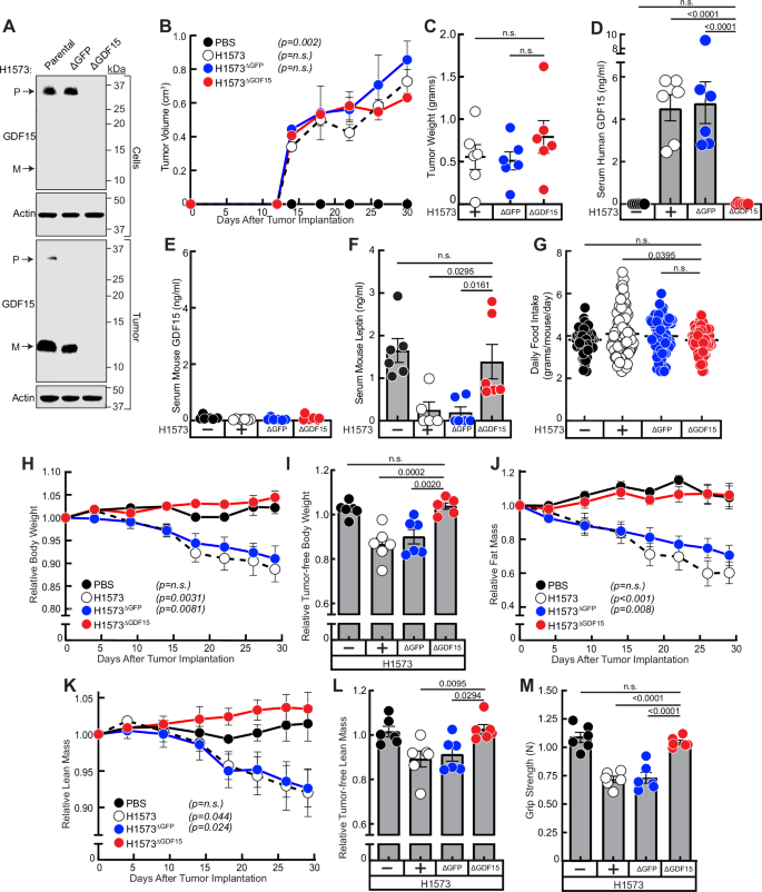 Fig. 2: GDF15 silencing in STK11/LKB1-mutated NSCLC tumors subcutaneously xenotransplanted into mice that have high circulating GDF15 concentrations.