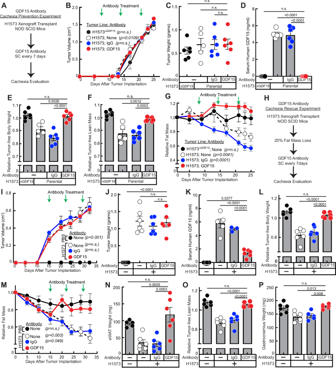 Fig. 5: GDF15 antibody neutralization in mice bearing STK11/LKB1-mutated NSCLC tumors with high circulating GDF15 concentrations.