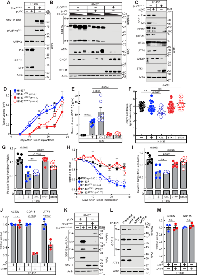Fig. 8: Effect of wild-type STK11/LKB1 reconstitution on GDF15 processing and cachexia induction.