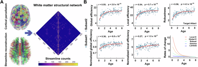 Fig. 1: The construction of the brain structural network and the global topological changes from birth to childhood.
