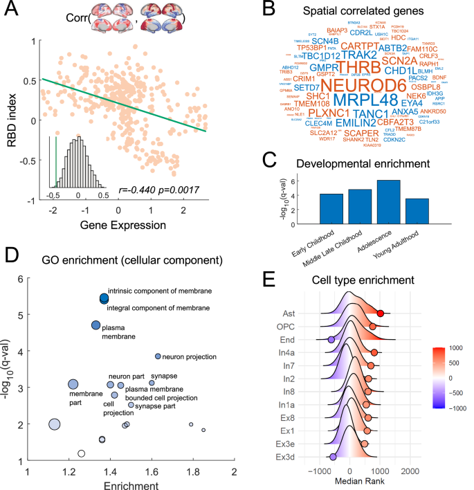 Fig. 4: Associations between the regional FC development pattern of P2 and gene expression.