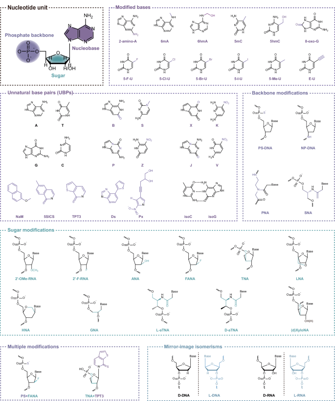 Fig. 1: Major categories of non-canonical nucleic acids (ncNAs) modifications.