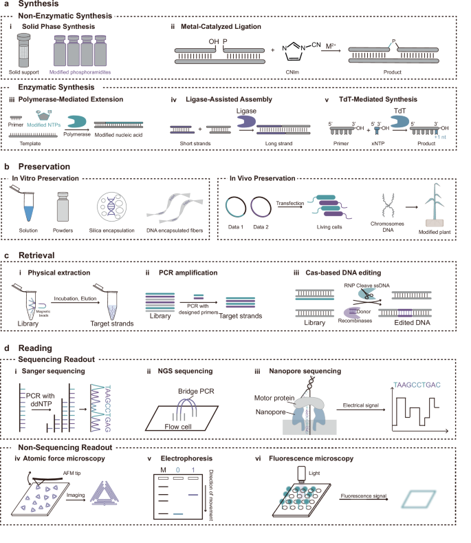 Fig. 3: Data writing and reading of nucleic acid data storage.