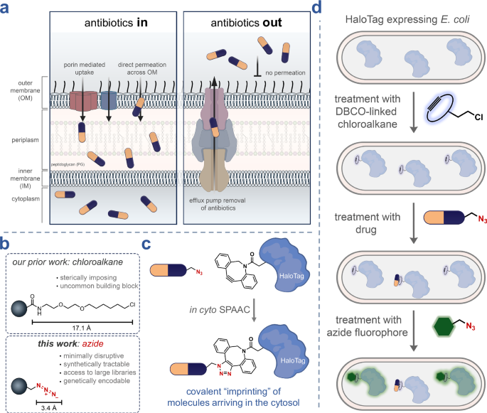 Fig. 1: Conceptual framework and rationale for the CHAMP assay.