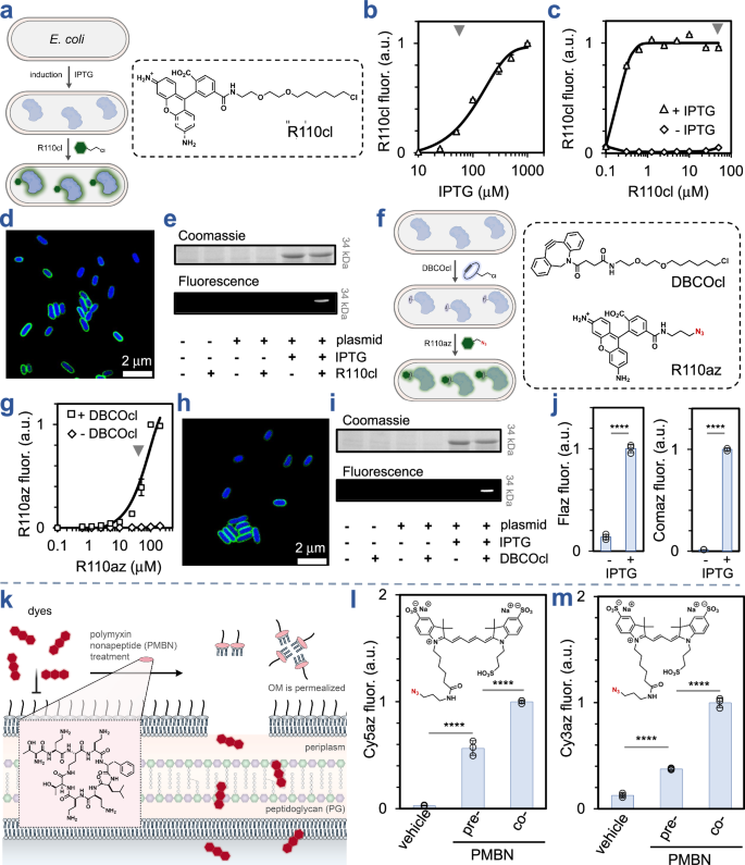 Fig. 2: Development and validation of the CHAMP assay.