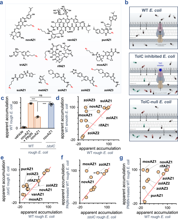 Fig. 4: Cytosolic accumulation of azide-tagged antibiotics.