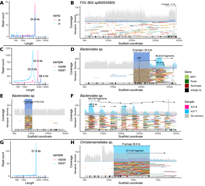 Fig. 3: Examples of read sizes and mapping patterns of full-sized Nanopore reads consistent with GT and LT in different gut bacteria.