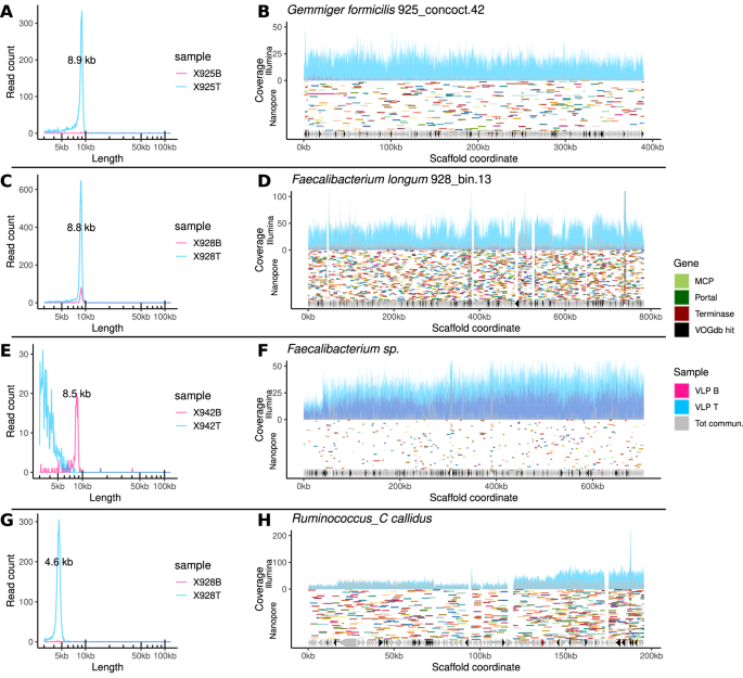 Fig. 4: Examples of read sizes and mapping patterns of full-sized Nanopore reads consistent with GTA-like packaging in families Ruminococcaceae and Oscillospiraceae of gut bacteria.