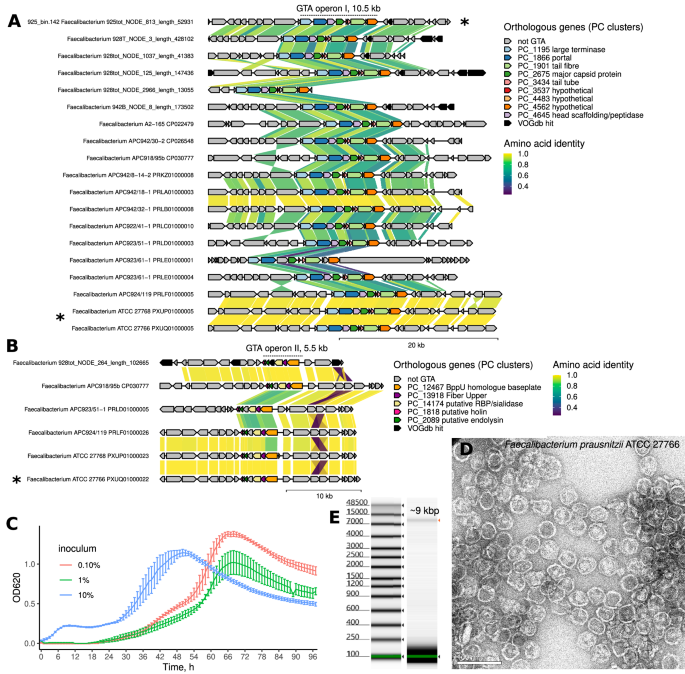 Fig. 5: GTA-like elements encoded in MAGs and metagenomic scaffolds from Faecalibacterium spp. assembled in this study, as well as in genomes from Faecalibacterium spp. isolates.