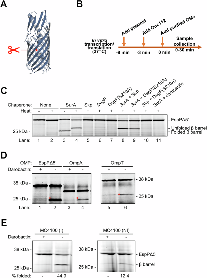 Fig. 2: BAM present in native OMs purified by sarkosyl extraction catalyzes OMP assembly.