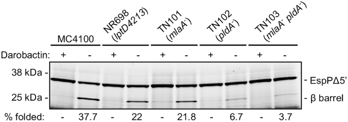Fig. 3: The efficiency of EspPΔ5’ folding is reduced in the presence of native OMs purified from mutant strains deficient in OM lipid homeostasis.