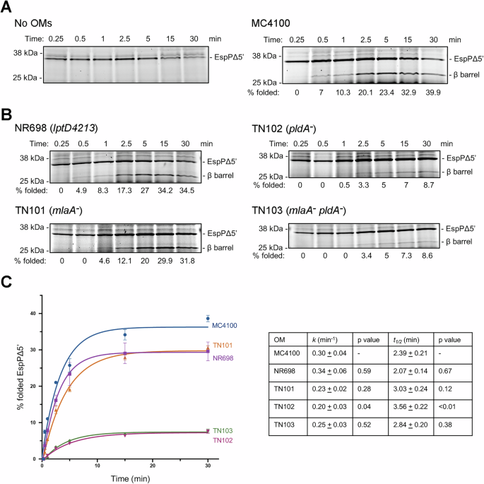 Fig. 4: Kinetics of EspPΔ5’ assembly into native OMs purified from MC4100 and mutant strains.