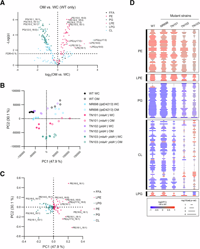 Fig. 5: Mutations that impair OM lipid homeostasis change the OM to WC PL differential.