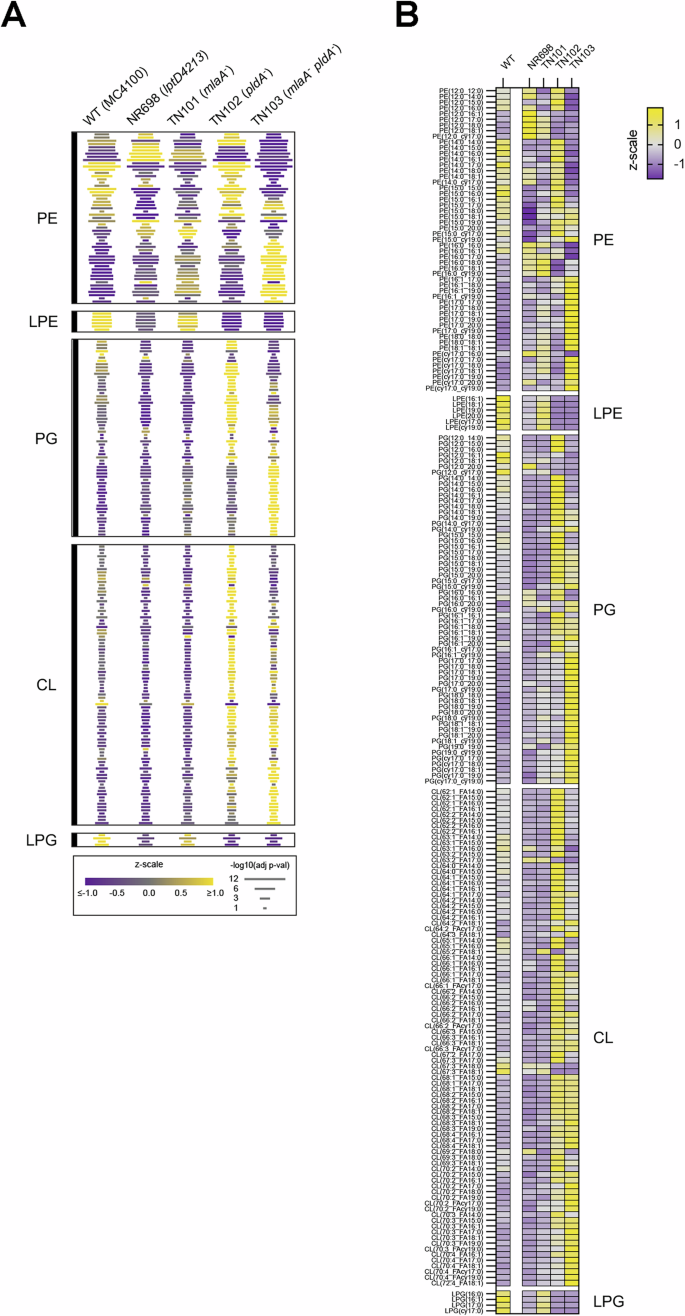 Fig. 6: Mutations that impair OM lipid homeostasis alter the PL profiles for purified native OMs.