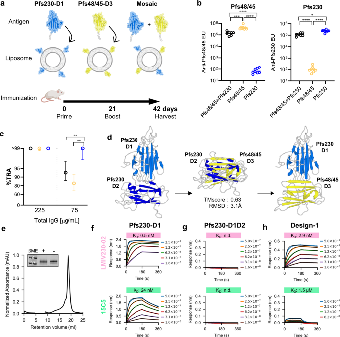 Fig. 1: Mixing and coupling potent TBV antigens Pfs230-D1 and Pfs48/45-D3.