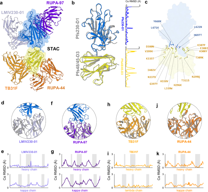 Fig. 3: Structural basis for improved stability with intact functional antigenicity.