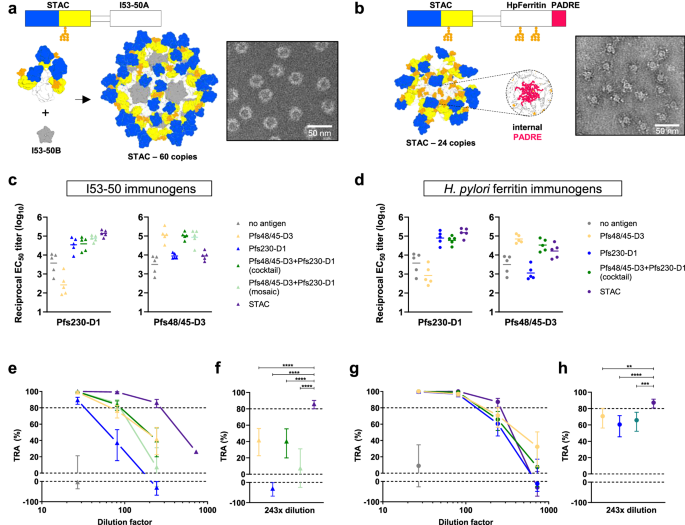Fig. 5: Stabilized tandem antigen chimera on protein nanoparticles elicit robust TRA.