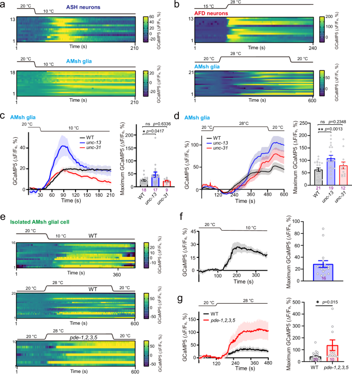Fig. 1: AMsh glia respond to both cold and heat stimuli.
