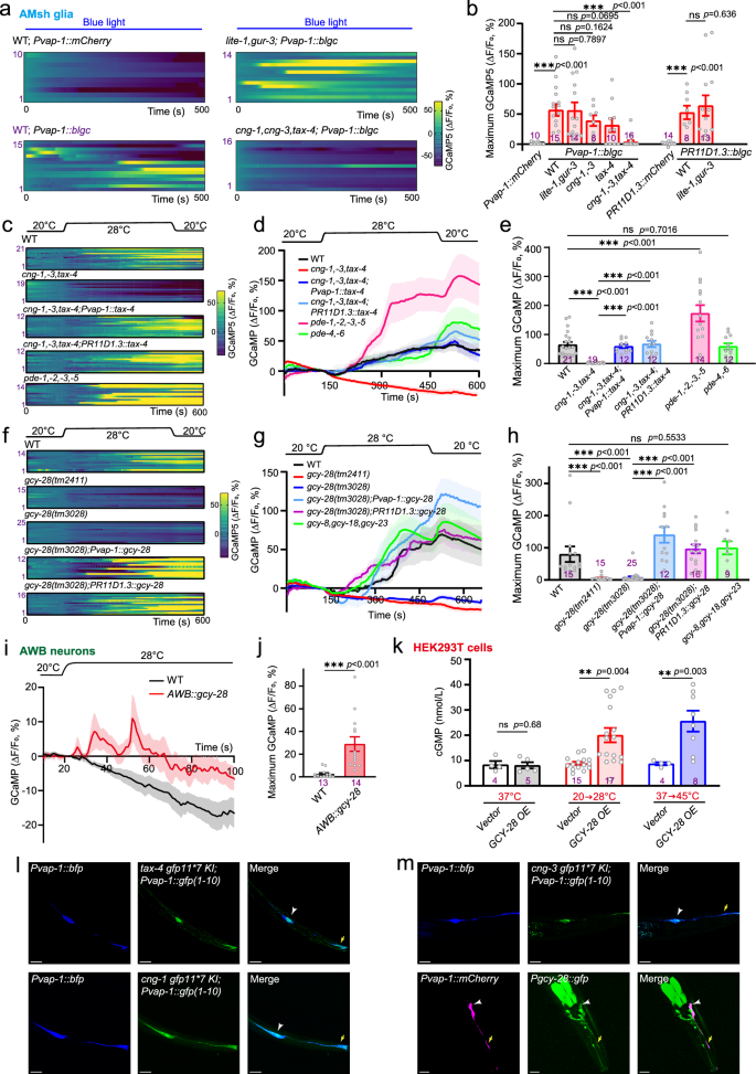 Fig. 2: GCY-28 acts as a hot sensor in AMsh glia.
