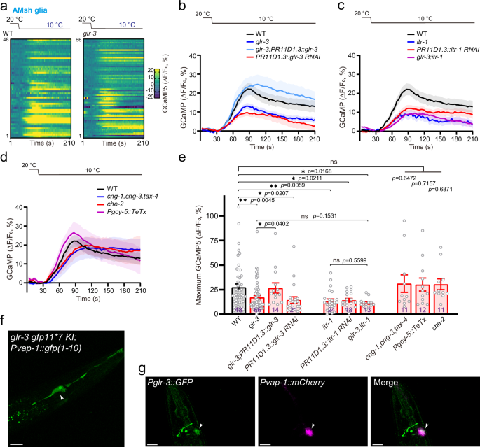 Fig. 3: GLR-3 functions as a cold sensor in AMsh glia.