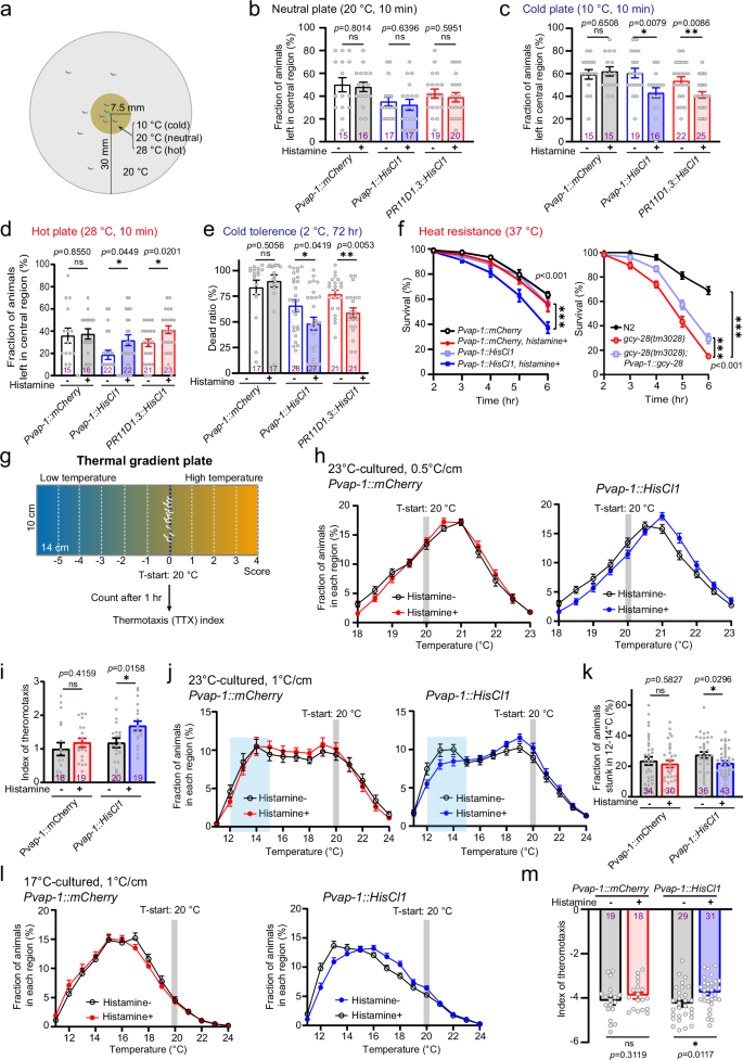Fig. 4: AMsh glia orchestrate diverse thermoregulatory behaviors.
