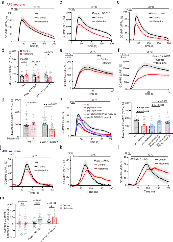 Fig. 5: AMsh glia divergently regulate the activities of AFD and ASH neurons.