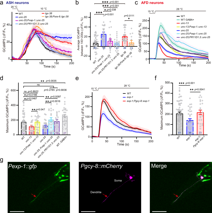 Fig. 6: Bimodal GABAergic regulation by AMsh glia shapes temperature-sensory neuronal activities.