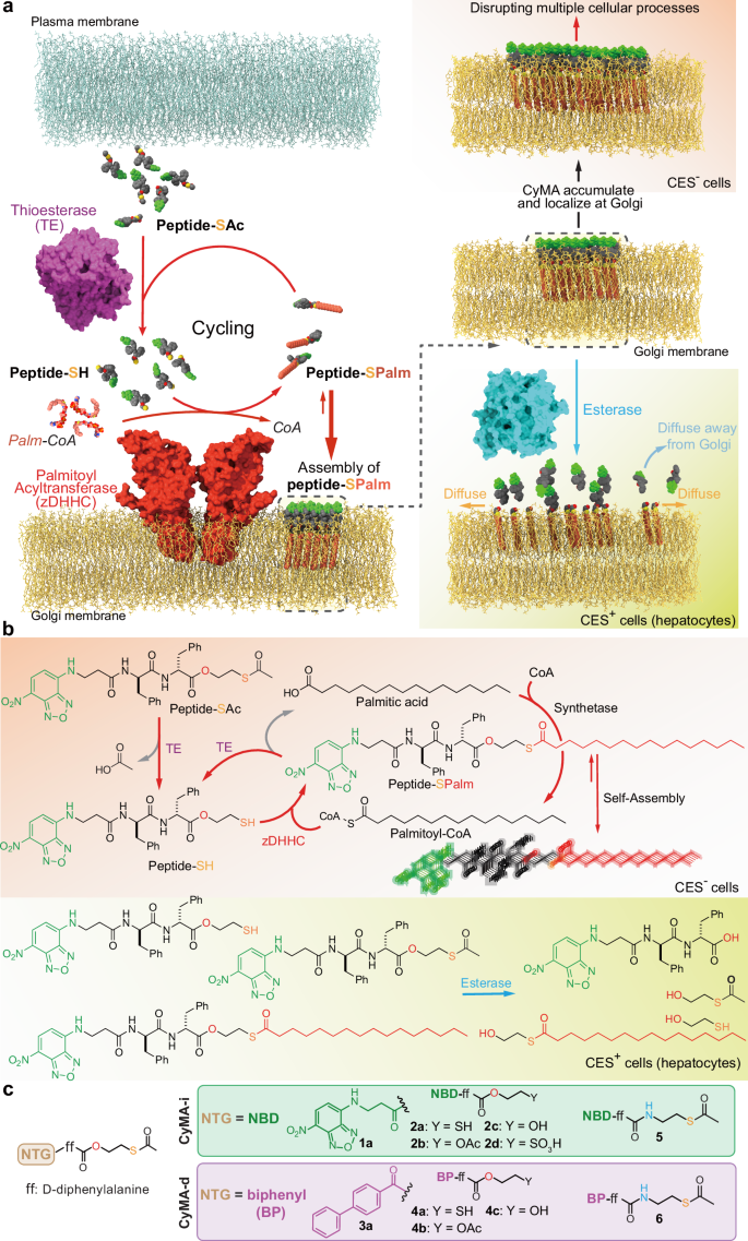 Fig. 1: Selective accumulation of CyMA at the Golgi through an enzyme switch to establish futile cycles.