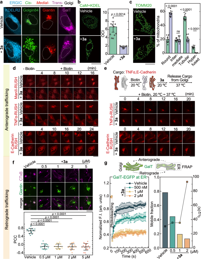 Fig. 4: CyMA-d at Golgi disrupt intracellular trafficking.