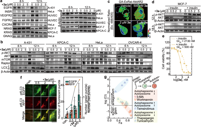 Fig. 6: CyMA-d disrupt RTK signaling and lead to cell death.