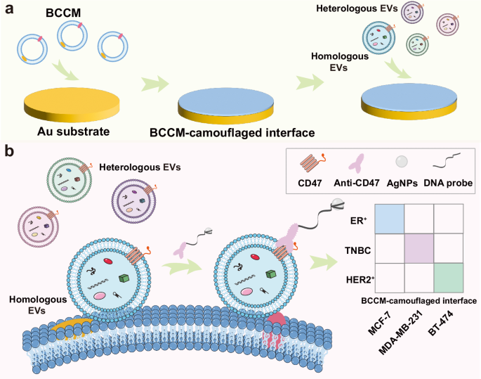 Fig. 1: BCCM-camouflaged interface for subtype-specific diagnosis of breast cancer through homotypic binding of breast cancer EVs.