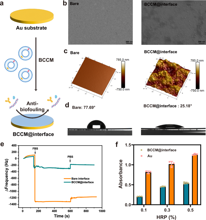 Fig. 2: Characterization of the BCCM@interface.
