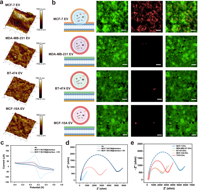 Fig. 3: Characterization of the homotypic binding capability of MCF-7 BCCM@interface.