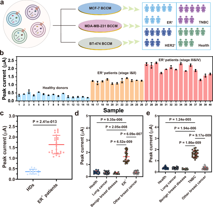 Fig. 5: Homotypic membrane-powered EV analysis for subtype-specific diagnosis of breast cancer.