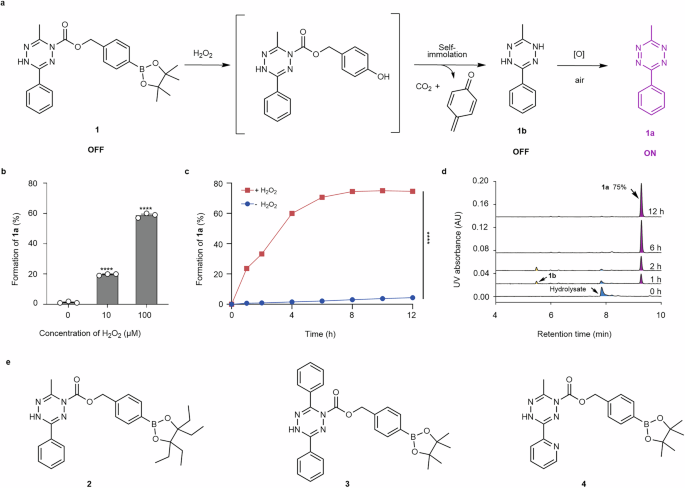 Fig. 1: ROS-activated formation of tetrazines from boronate-caged dihydrotetrazines.