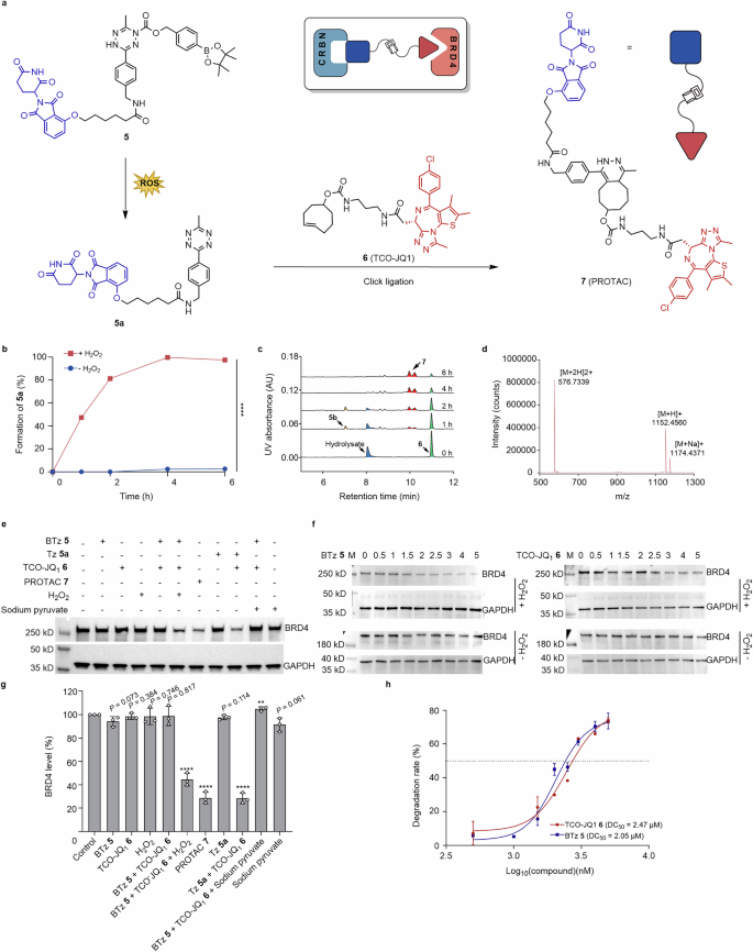 Fig. 2: H2O2-dependent construction of PROTAC to degrade BRD4 protein in A549 cancer cell.