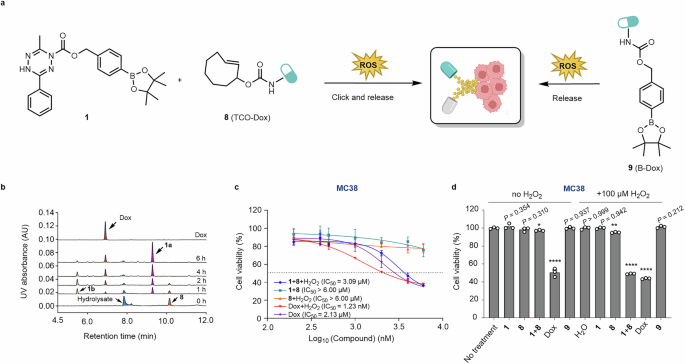 Fig. 3: ROS-responsive delivery of doxorubicin in cancer cells.