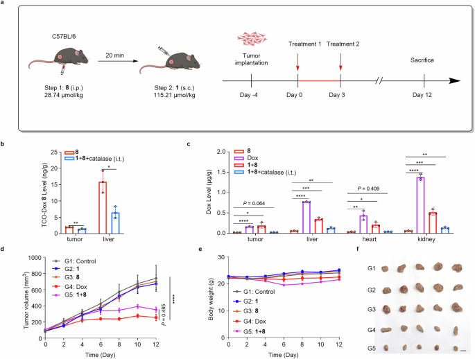 Fig. 4: Therapeutic efficacy of prodrug activation in MC38 subcutaneous tumor model.