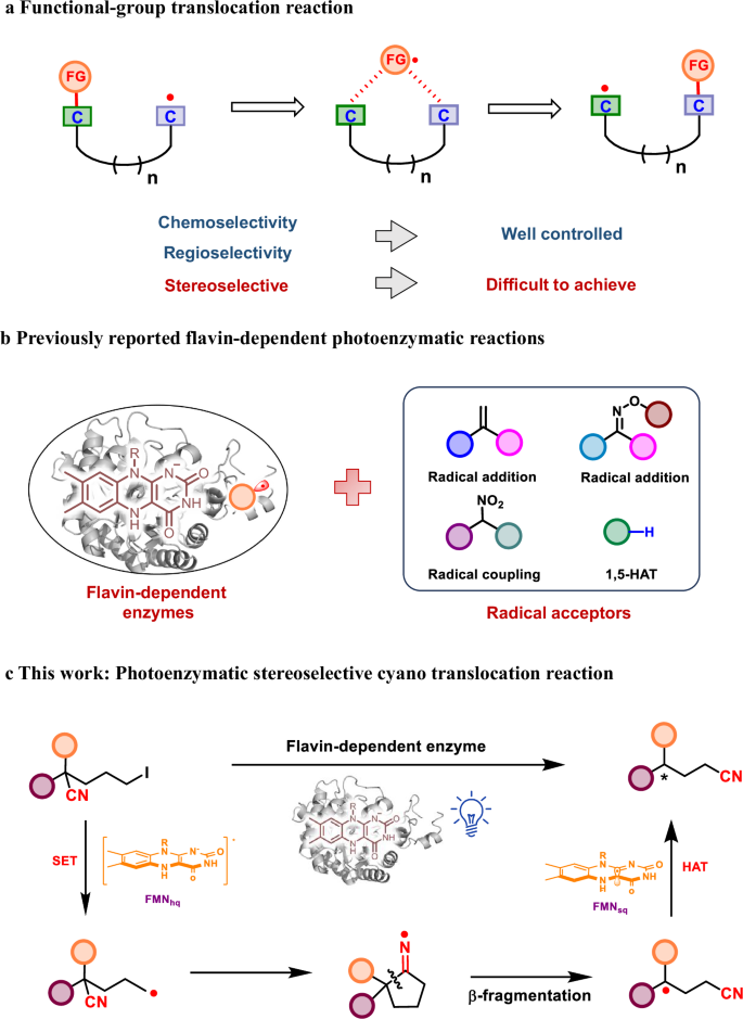 Fig. 1: A Photoenzymatic strategy for functional-group translocation reaction.