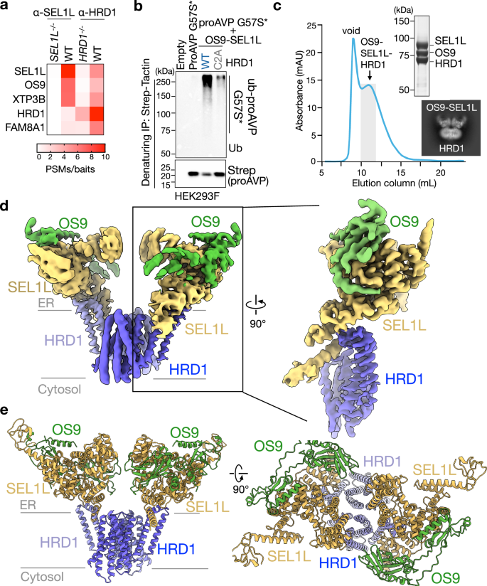 Fig. 1: Cryo-EM structure of dimeric OS9-SEL1L-HRD1 ERAD core complex.