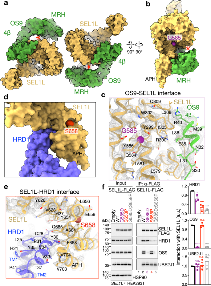 Fig. 2: SEL1L disease variants disrupt OS9-SEL1L and SEL1L-HRD1 interactions.