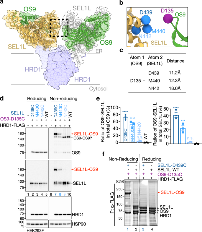 Fig. 3: Homodimeric OS9-SEL1L complex forms in vivo.