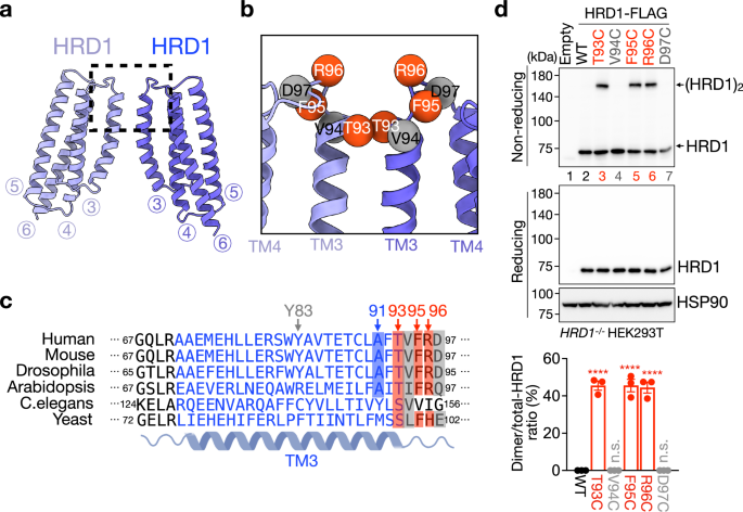 Fig. 4: HRD1 forms a homodimer in vivo.