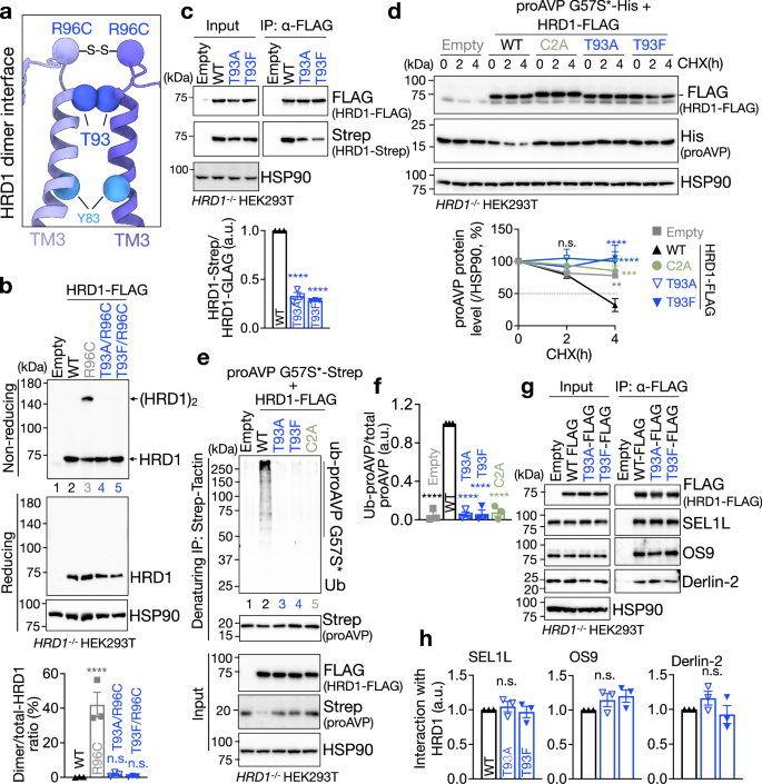 Fig. 5: TM3-mediated HRD1 dimerization is required for ERAD function.