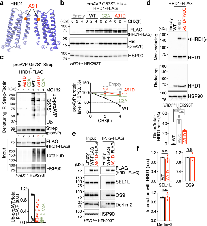 Fig. 6: HRD1A91D disease variant abolishes HRD1 dimerization and function.