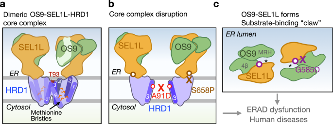 Fig. 8: Schematic model of the dimeric OS9-SEL1L-HRD1 core complex.