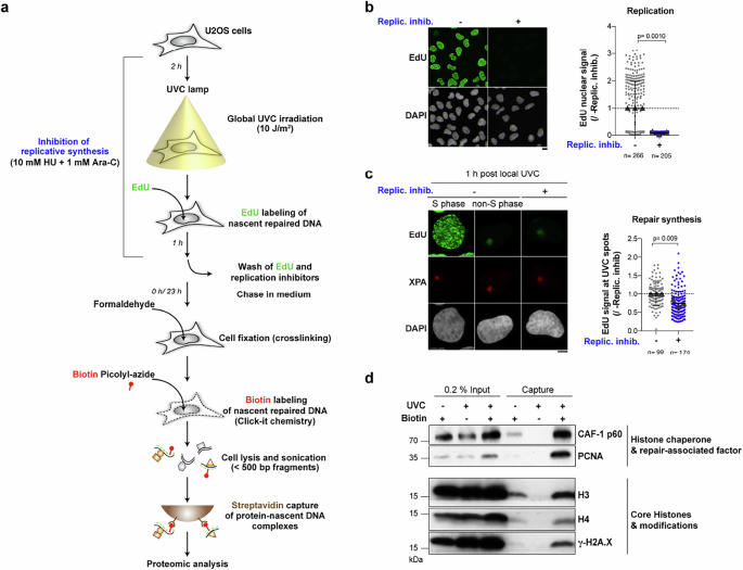 Fig. 1: IPOND-R, a proteomics method for isolating proteins on nascent DNA at repair sites.