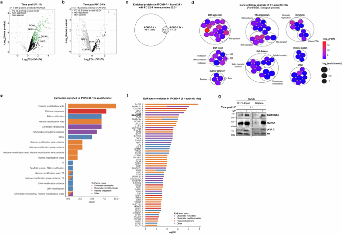 Fig. 2: Identification of factors enriched at sites of UV damage repair by IPOND-R.